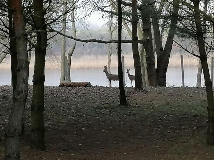 Swietna Chatka Swietne Bagian luar foto