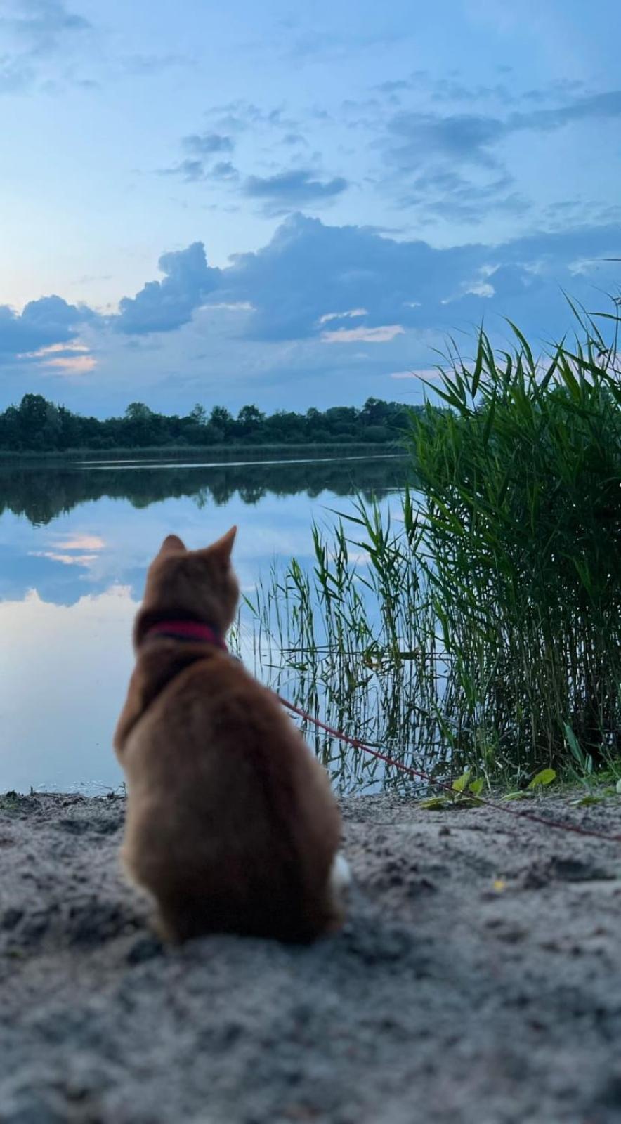 Swietna Chatka Swietne Bagian luar foto